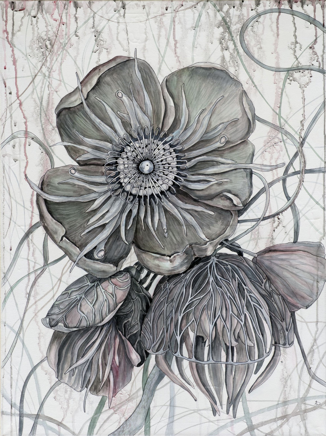 Detailed black and white Hellebore floral illustration on a textured background