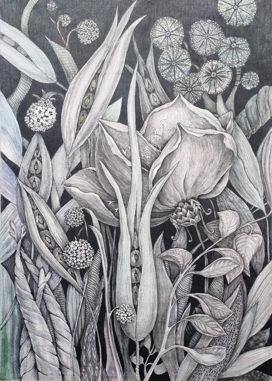 Detailed black and white illustration of various plants and flowers on a dark twilight background
